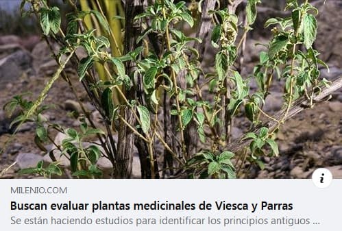 Evaluación de plantas medicinales de Viesca y Parras